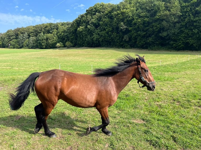 Andere Rassen Mix Merrie 4 Jaar 137 cm Bruin in Laubach