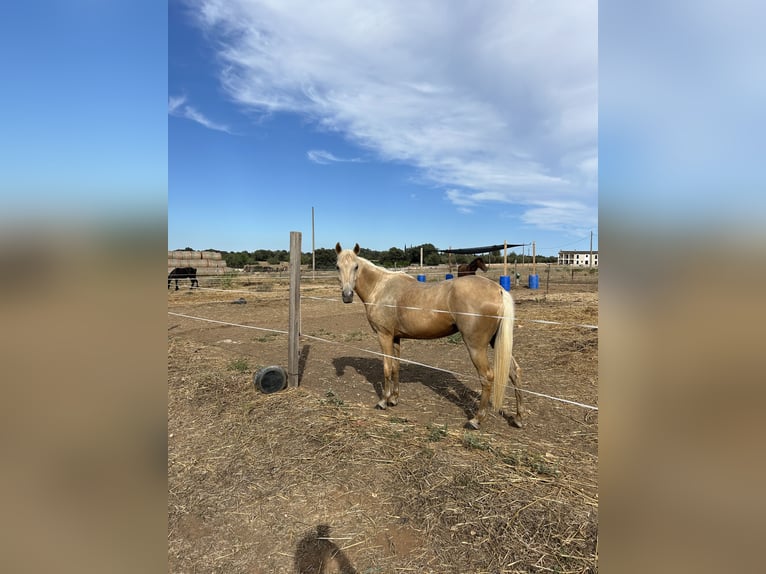 Andere Rassen Mix Merrie 4 Jaar 143 cm Palomino in Inca