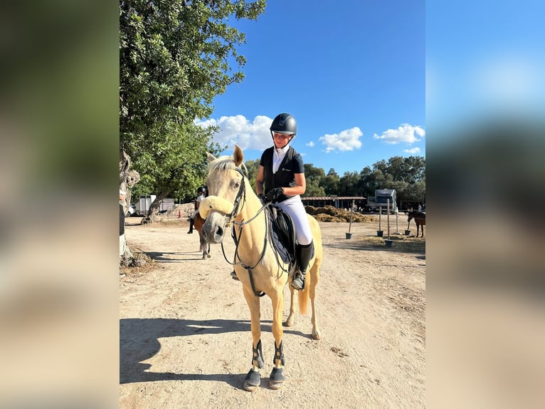 Andere Rassen Mix Merrie 4 Jaar 143 cm Palomino in Inca