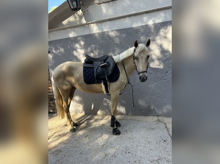 Andere Rassen Mix Merrie 4 Jaar 143 cm Palomino in Inca