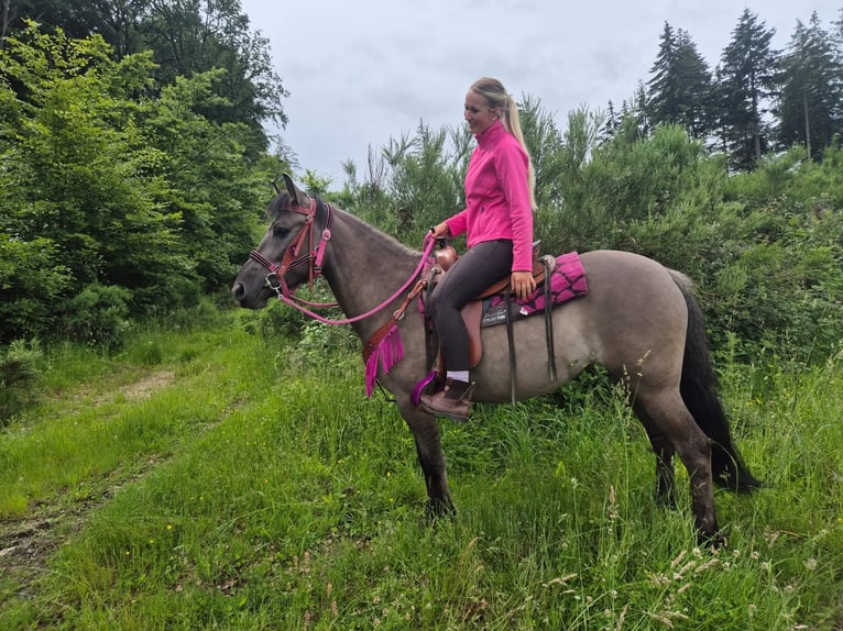 Andere Rassen Merrie 4 Jaar 145 cm Grullo in Linkenbach