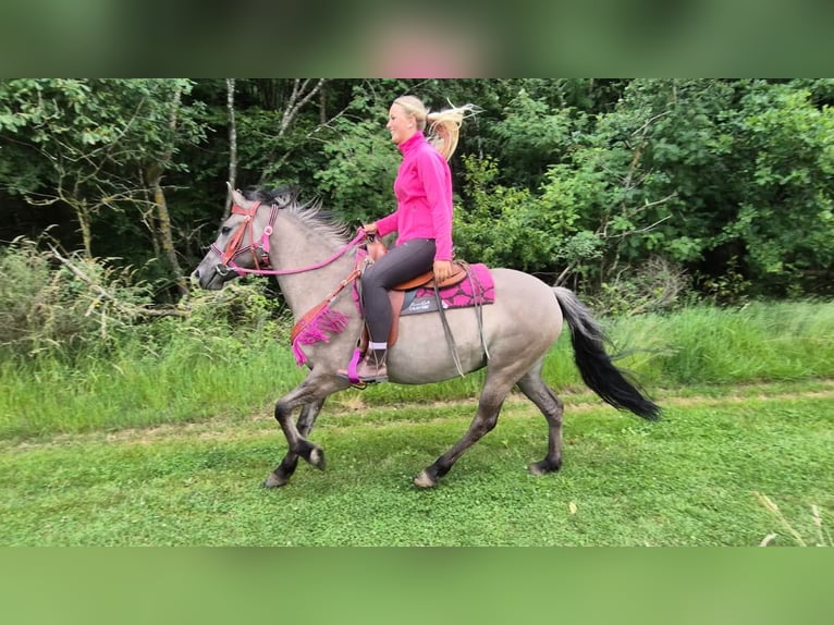 Andere Rassen Merrie 4 Jaar 145 cm Grullo in Linkenbach