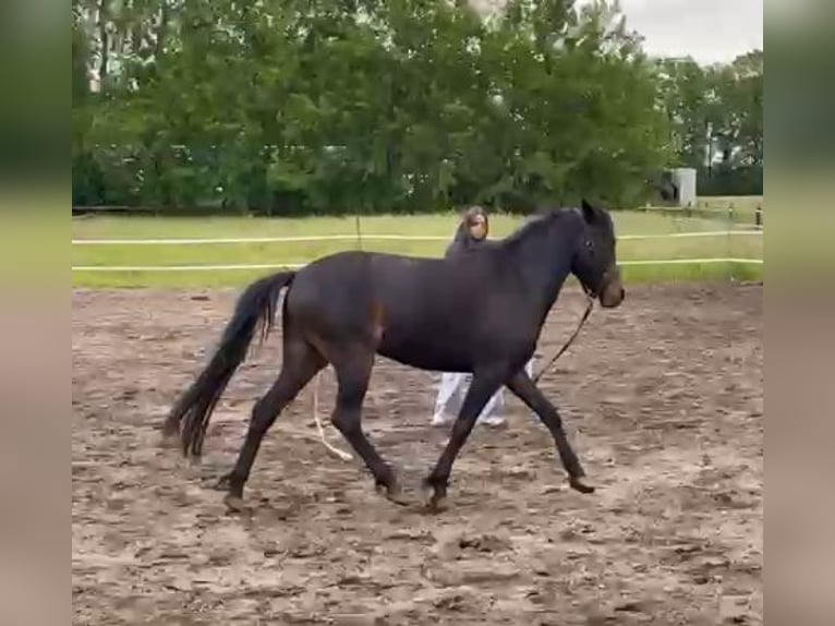 Andere Rassen Merrie 4 Jaar 145 cm Zwartbruin in Heesch