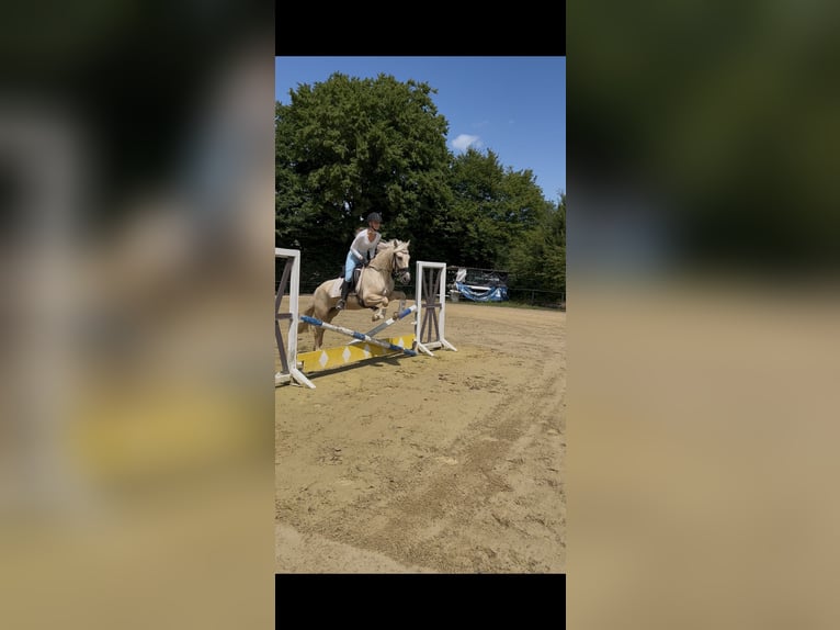Andere Rassen Merrie 4 Jaar 147 cm Palomino in Bruchk&#xF6;bel