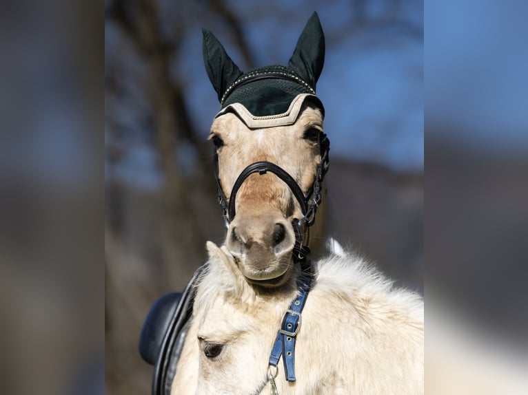 Andere Rassen Merrie 4 Jaar 148 cm Palomino in Boccaleone