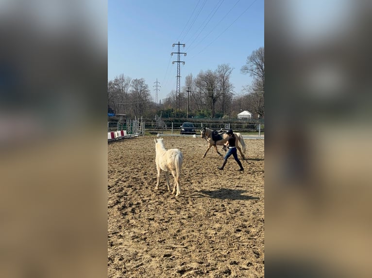Andere Rassen Merrie 4 Jaar 148 cm Palomino in Boccaleone