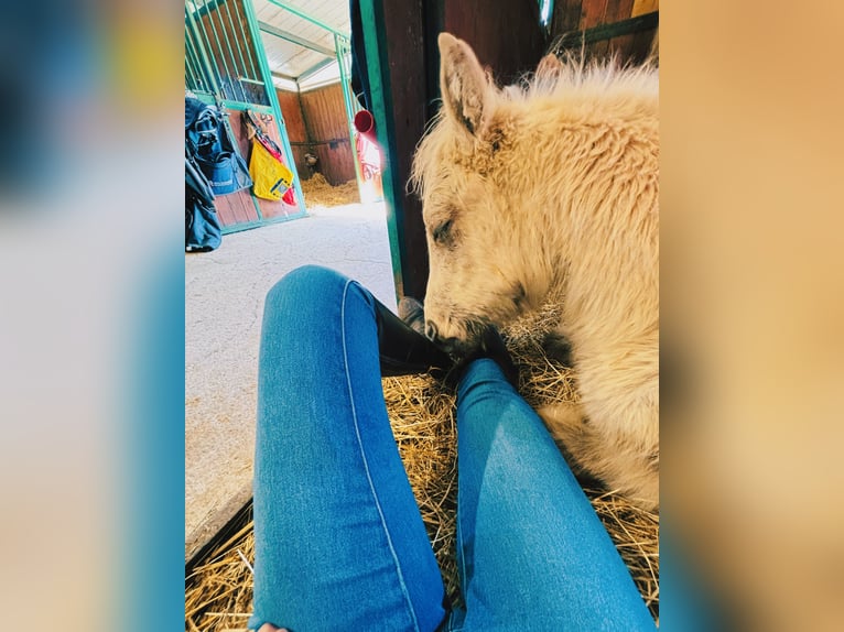 Andere Rassen Merrie 4 Jaar 148 cm Palomino in Boccaleone