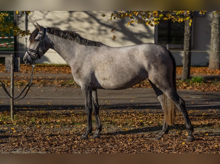 Andere Rassen Merrie 4 Jaar 148 cm Schimmel in Schwäbisch Gmünd