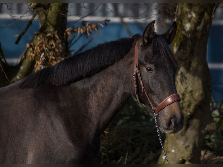 Andere Rassen Merrie 4 Jaar 149 cm kan schimmel zijn in Schwäbisch Gmünd