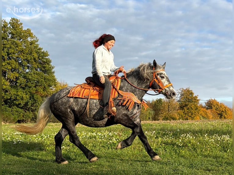 Andere Rassen Merrie 4 Jaar 150 cm Blauwschimmel in Linkenbach