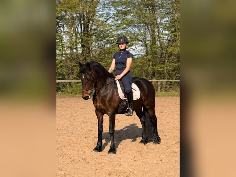 Andere Rassen Mix Merrie 4 Jaar 150 cm Bruin in Wedemark