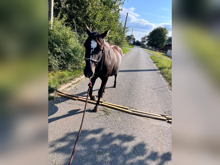 Andere Rassen Merrie 4 Jaar 150 cm Zwart in Rabenau