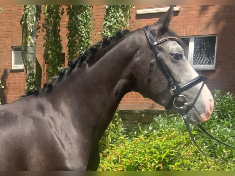 Andere Rassen Merrie 4 Jaar 152 cm Zwartschimmel in Hopsten