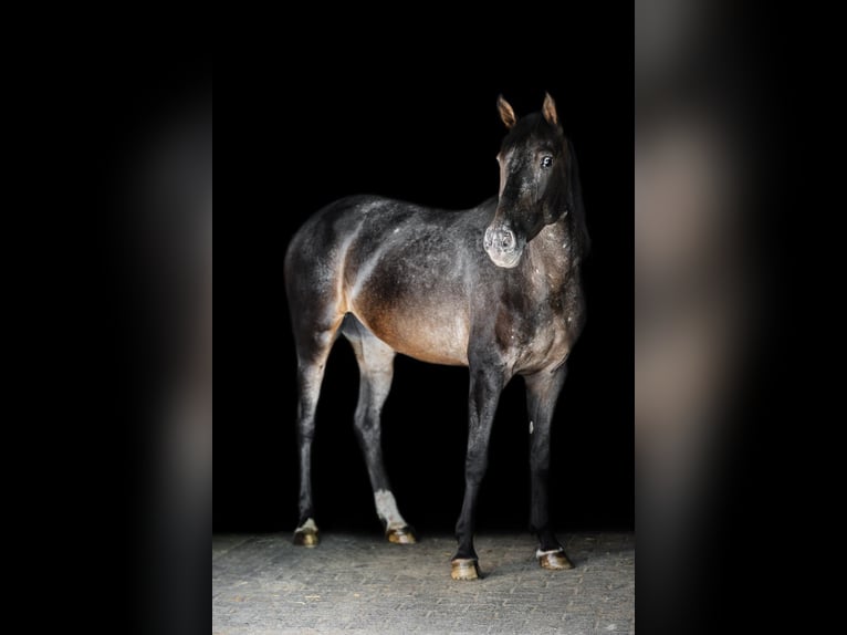 Andere Rassen Merrie 4 Jaar 153 cm in Windhagen