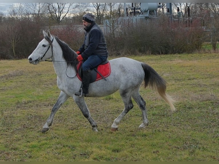 Andere Rassen Merrie 4 Jaar 154 cm Appelschimmel in Ellersleben