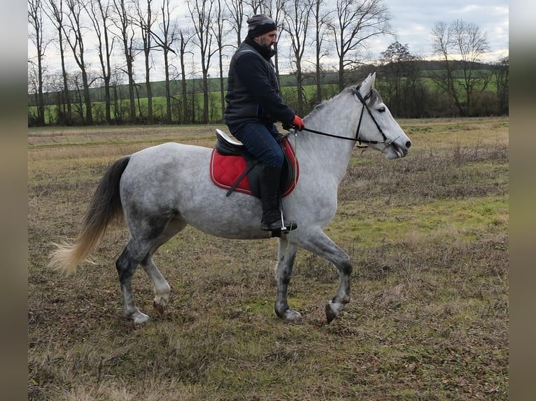 Andere Rassen Merrie 4 Jaar 154 cm Appelschimmel in Ellersleben
