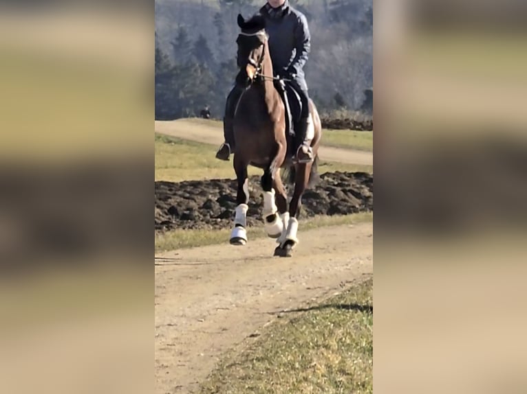 Andere Rassen Merrie 4 Jaar 154 cm Bruin in Schw&#xE4;bisch Gm&#xFC;nd