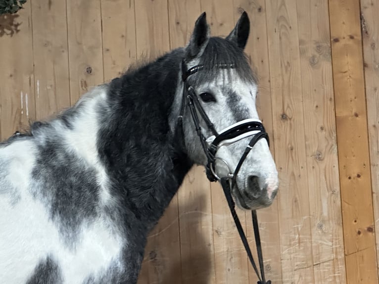 Andere Rassen Mix Merrie 4 Jaar 154 cm Gevlekt-paard in Riedlingen