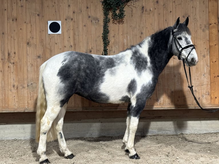 Andere Rassen Mix Merrie 4 Jaar 154 cm Gevlekt-paard in Riedlingen