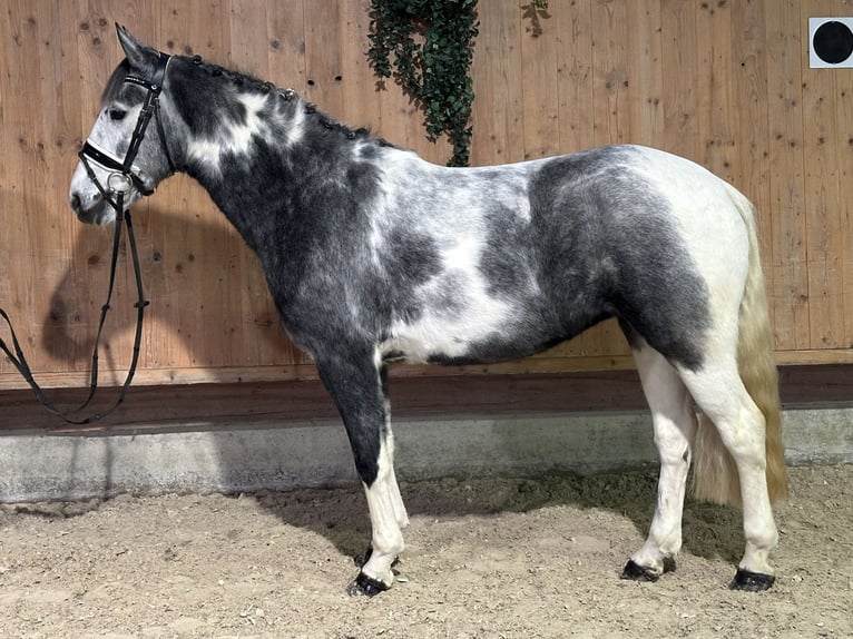 Andere Rassen Mix Merrie 4 Jaar 154 cm Gevlekt-paard in Riedlingen