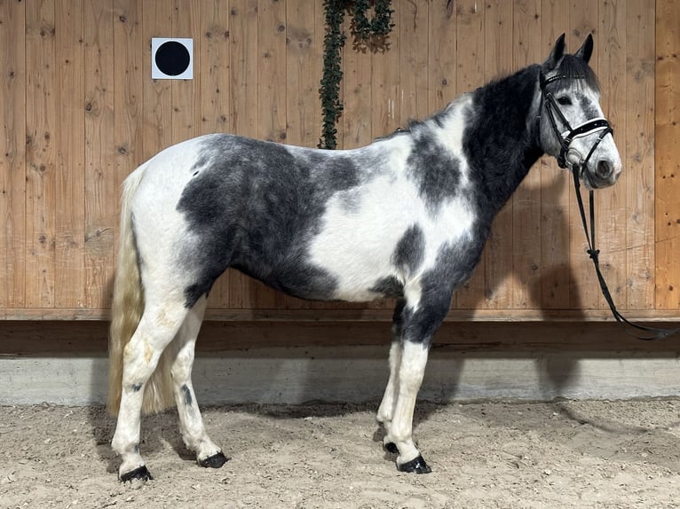 Andere Rassen Mix Merrie 4 Jaar 154 cm Gevlekt-paard in Riedlingen