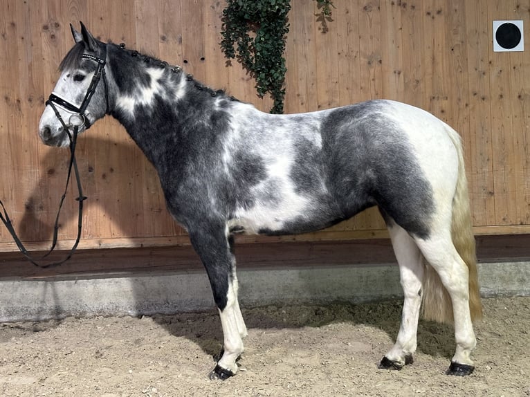 Andere Rassen Mix Merrie 4 Jaar 154 cm Gevlekt-paard in Riedlingen