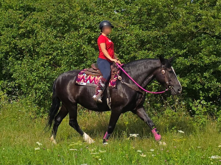 Andere Rassen Merrie 4 Jaar 154 cm Zwart in Linkenbach