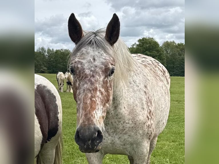 Andere Rassen Merrie 4 Jaar 155 cm Appaloosa in Lathen