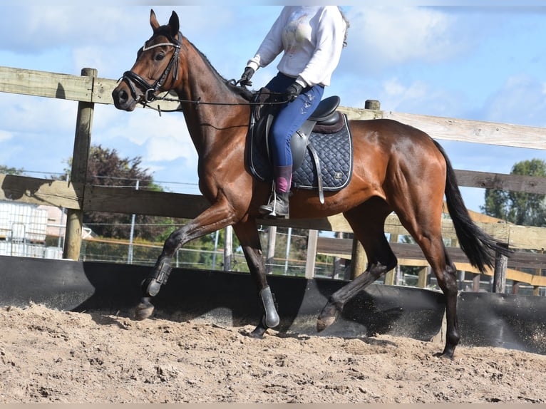 Andere Rassen Merrie 4 Jaar 155 cm Bruin in Achtmaal