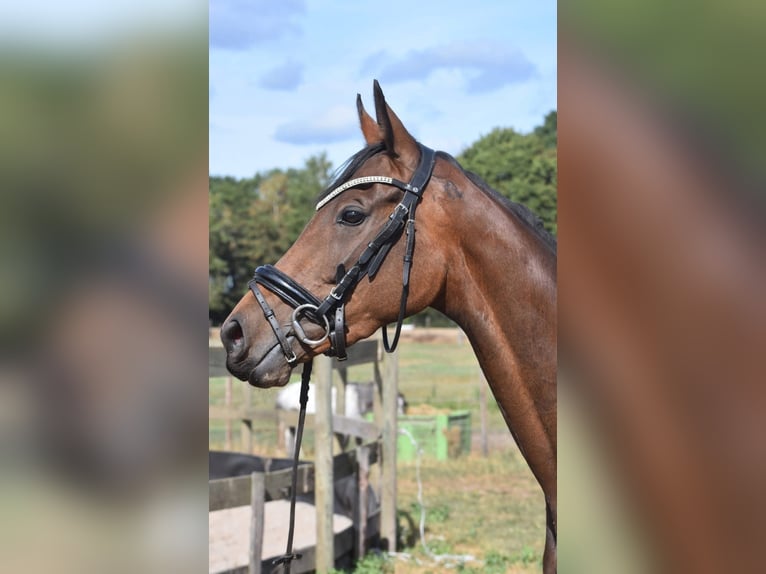 Andere Rassen Merrie 4 Jaar 155 cm Bruin in Achtmaal