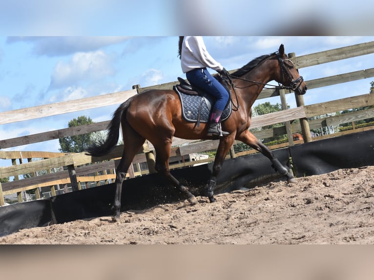 Andere Rassen Merrie 4 Jaar 155 cm Bruin in Achtmaal