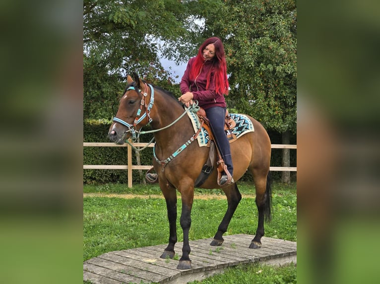 Andere Rassen Mix Merrie 4 Jaar 155 cm Bruin in Linkenbach