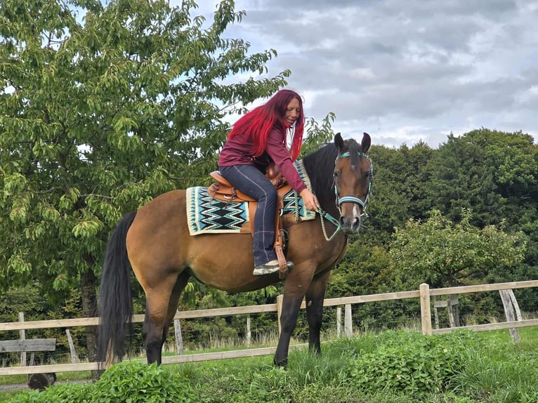 Andere Rassen Mix Merrie 4 Jaar 155 cm Bruin in Linkenbach