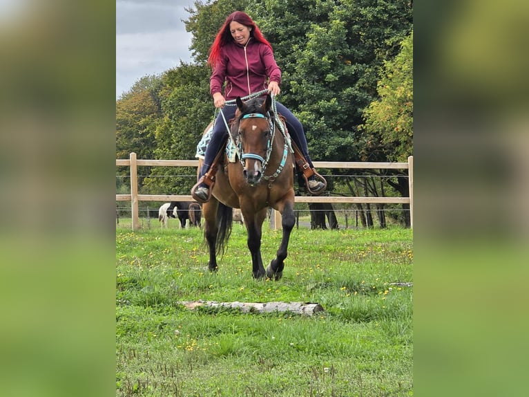 Andere Rassen Mix Merrie 4 Jaar 155 cm Bruin in Linkenbach