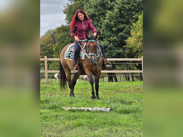 Andere Rassen Mix Merrie 4 Jaar 155 cm Bruin in Linkenbach