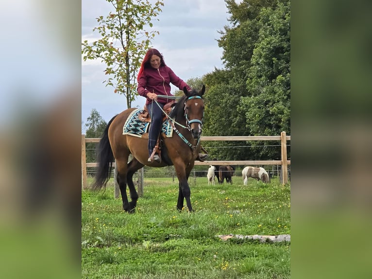 Andere Rassen Mix Merrie 4 Jaar 155 cm Bruin in Linkenbach