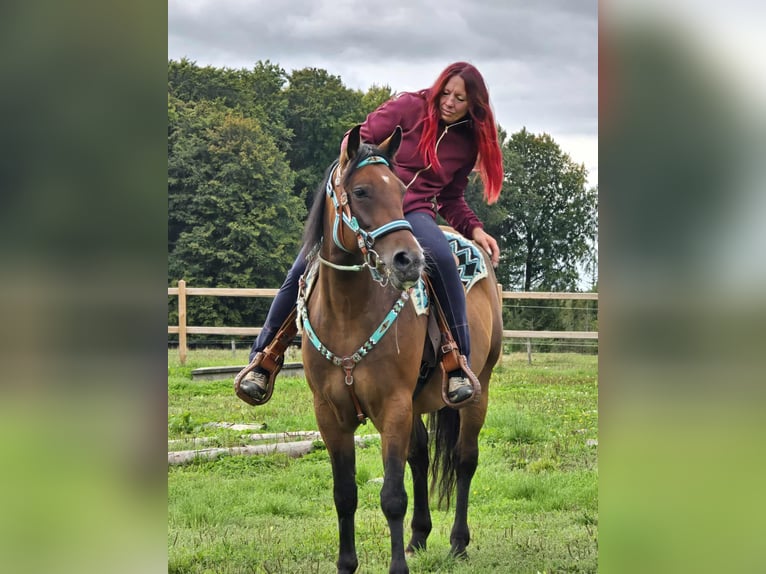 Andere Rassen Mix Merrie 4 Jaar 155 cm Bruin in Linkenbach