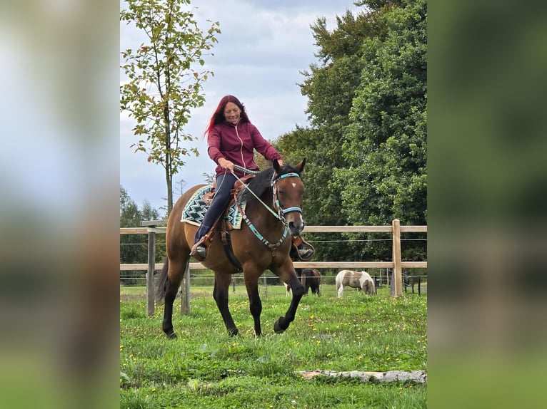 Andere Rassen Mix Merrie 4 Jaar 155 cm Bruin in Linkenbach