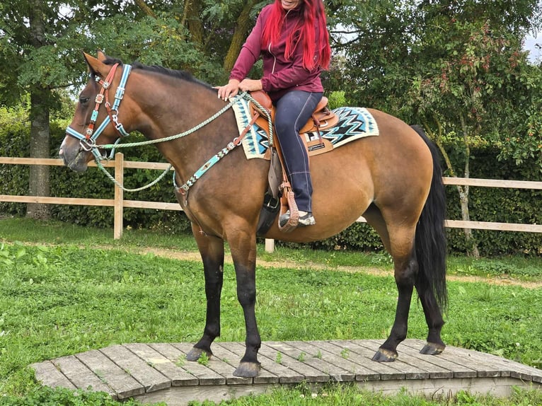 Andere Rassen Mix Merrie 4 Jaar 155 cm Bruin in Linkenbach