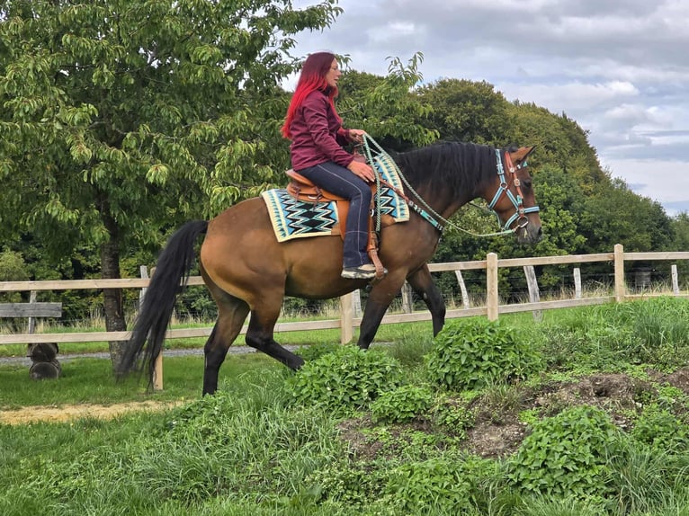 Andere Rassen Mix Merrie 4 Jaar 155 cm Bruin in Linkenbach