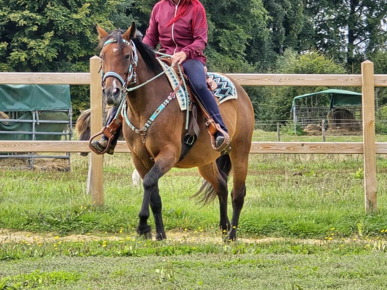 Andere Rassen Mix Merrie 4 Jaar 155 cm Bruin in Linkenbach