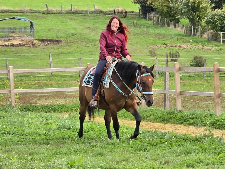 Andere Rassen Mix Merrie 4 Jaar 155 cm Bruin in Linkenbach