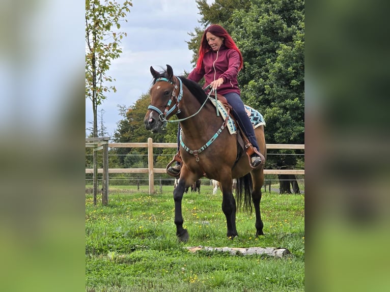 Andere Rassen Mix Merrie 4 Jaar 155 cm Bruin in Linkenbach