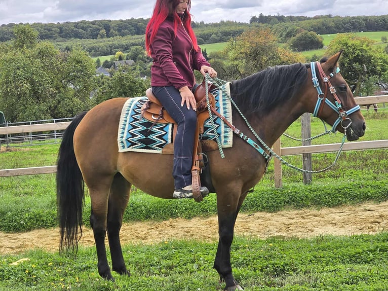 Andere Rassen Mix Merrie 4 Jaar 155 cm Bruin in Linkenbach