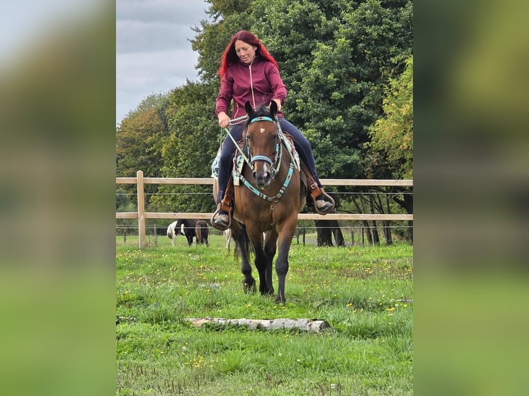 Andere Rassen Mix Merrie 4 Jaar 155 cm Bruin in Linkenbach