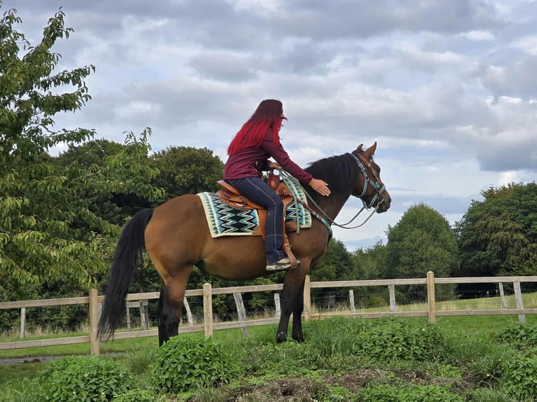 Andere Rassen Mix Merrie 4 Jaar 155 cm Bruin in Linkenbach