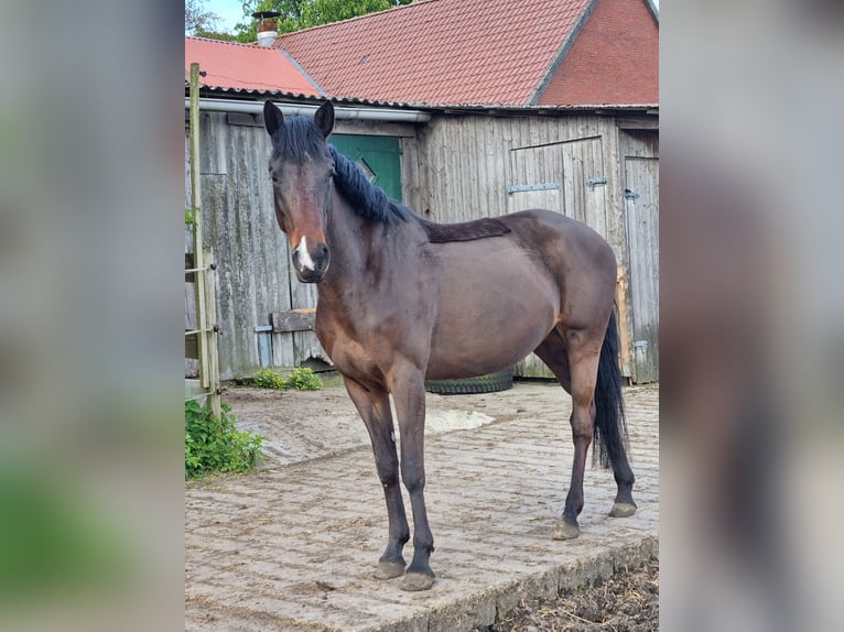 Andere Rassen Mix Merrie 4 Jaar 155 cm Donkerbruin in Zeven