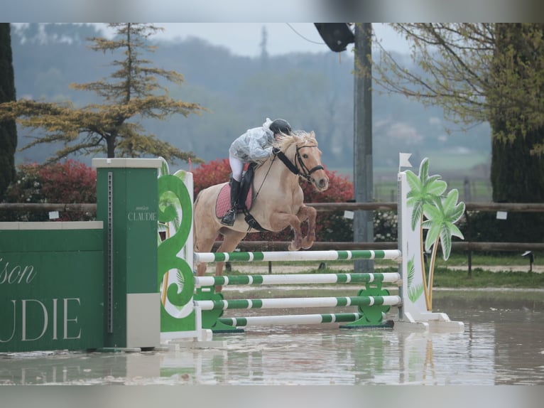 Andere Rassen Mix Merrie 4 Jaar 155 cm Palomino in Puyméras