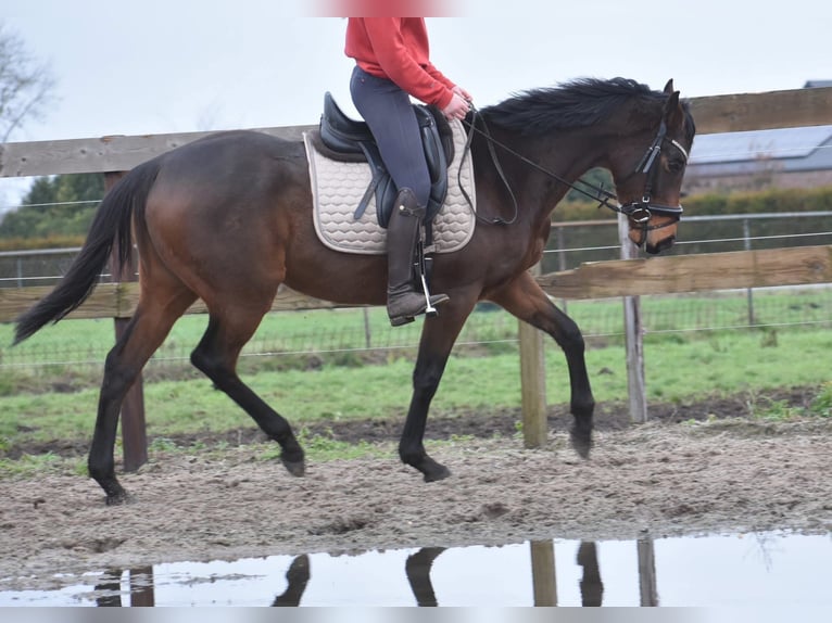 Andere Rassen Merrie 4 Jaar 155 cm in Achtmaal