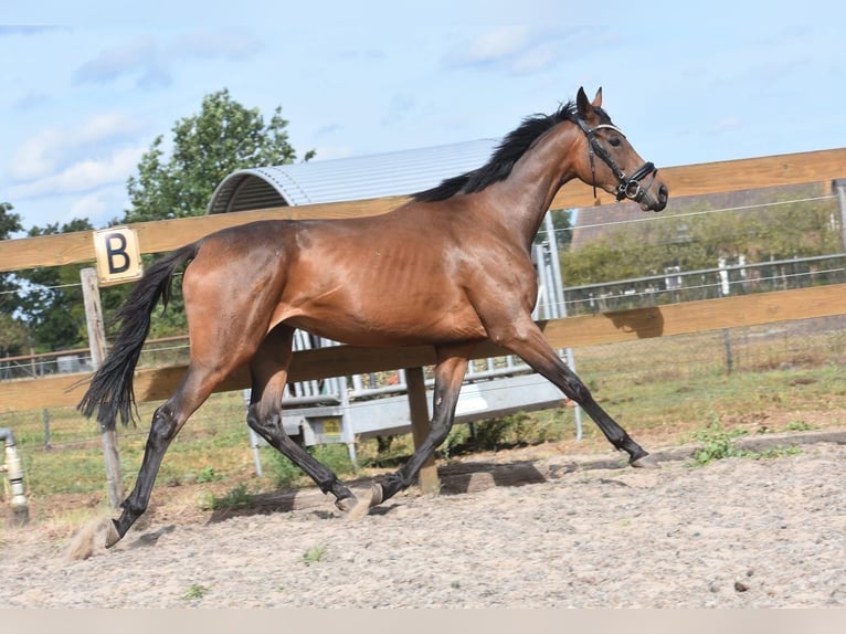 Andere Rassen Merrie 4 Jaar 155 cm in Achtmaal